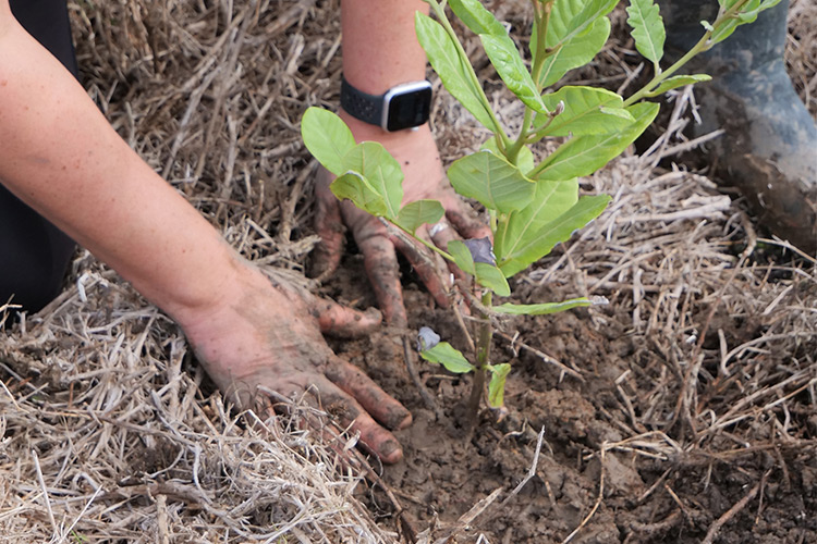 Tree Planting