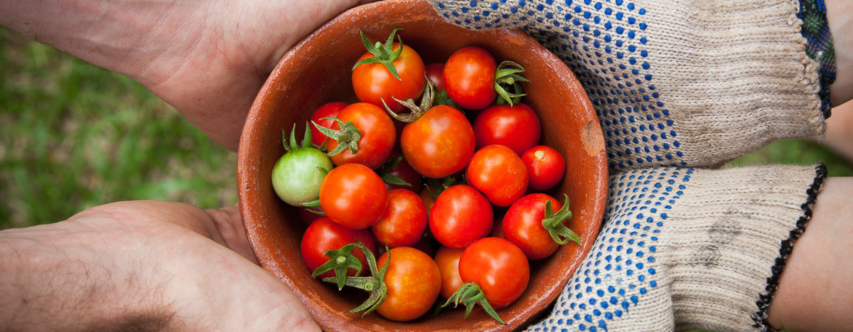 Community gardening image