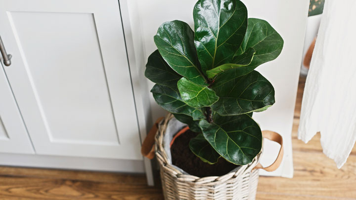 Fiddle-leaf fig