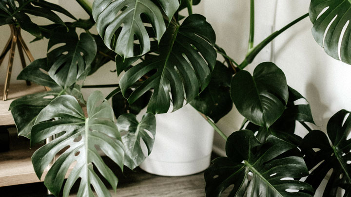 Monstera