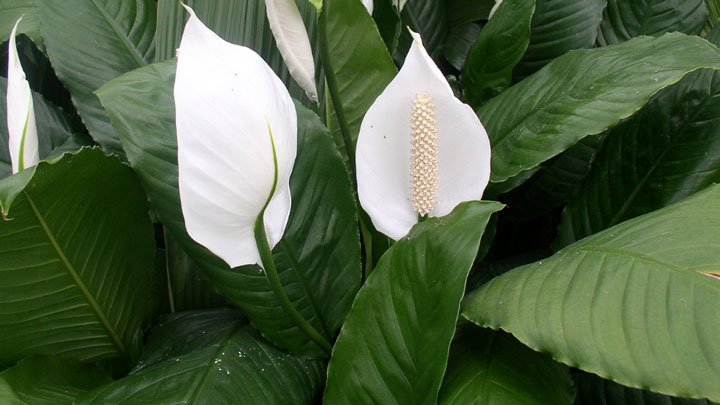 Peace Lily