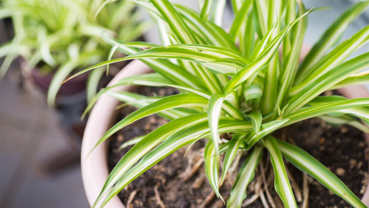 Spider plant