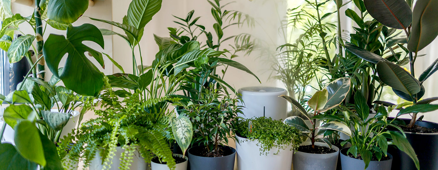Indoor plant in pots