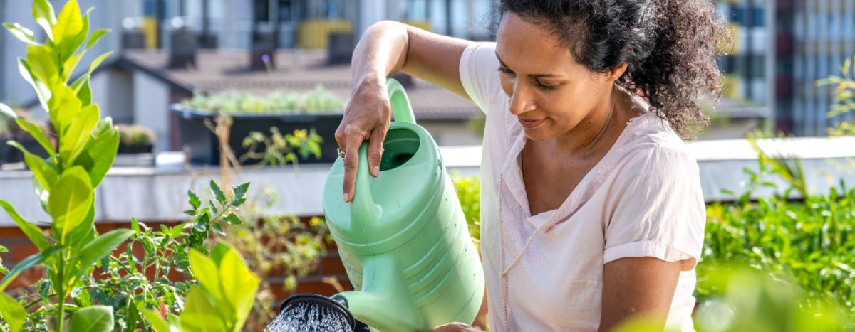 Person watering plants