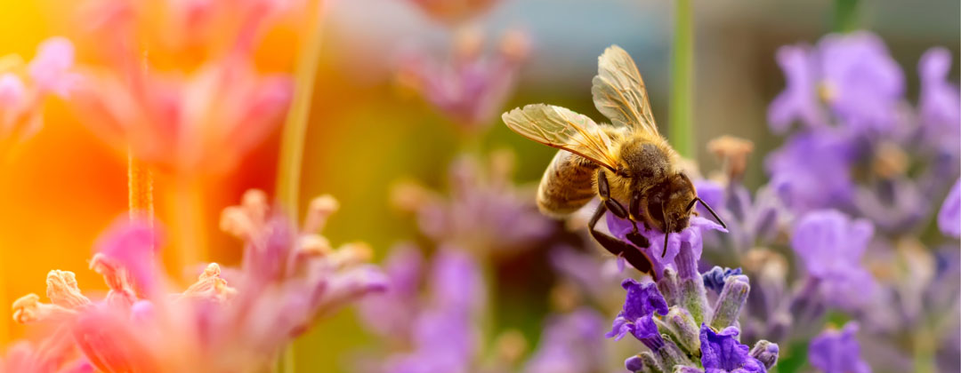 Sarah Smuts-Kennedy - For the Love of Bees