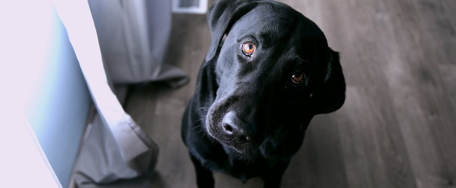The benefits go way beyond a few extra walks.